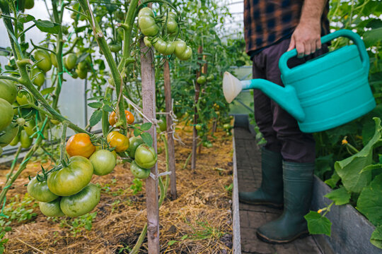 Farmer holding watering can at tomato plants