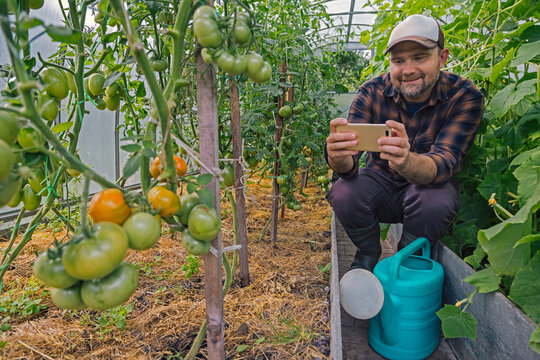 Farmer taking smartphone picture of tomatos on a plant