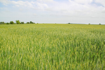 A large green field of cereal wheat is heading under a bright sky.
