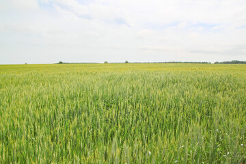 Obraz premium A large green field of cereal wheat is heading under a bright sky.