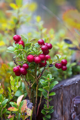 Red ripe lingonberry or cowberry on natural forest background in fall season, vertical