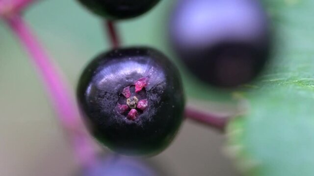 Ripe fruits of Black Elder in natural environment (Sambucus nigra) - (4K)