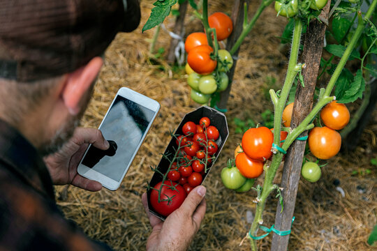 Farmer harvesting tomatos and using smartphone - Powered by Adobe