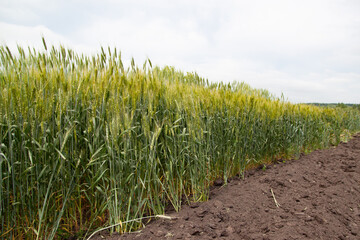 A large green field of cereal wheat is heading under a bright sky.