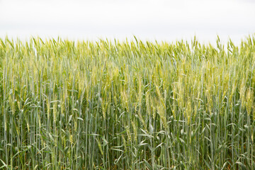 A large green field of cereal wheat is heading under a bright sky.