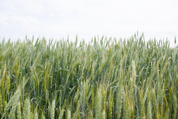 A large green field of cereal wheat is heading under a bright sky.