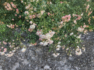 White and pink roses in the garden across ancient stone wall. Floral background. Wedding. Copy space
