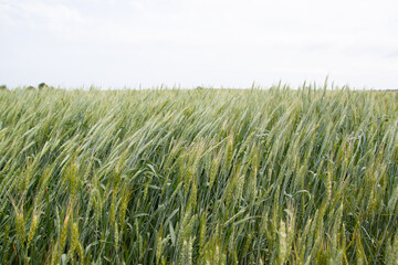 A large green field of cereal wheat is heading under a bright sky.