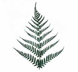 Fern leaf high light black and white