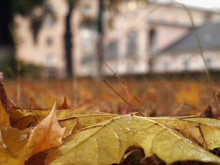 autumn yellow leaves on the ground macro blur fall maple