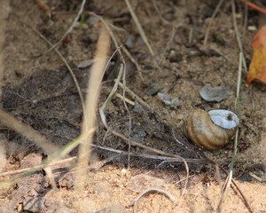 Close-up of a snail shell in the sand