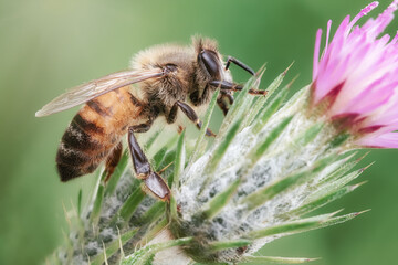 bee on a flower