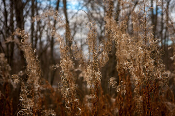 Fototapeta premium the tendrils of the plant Ivan tea from a kind of fireweed in late autumn