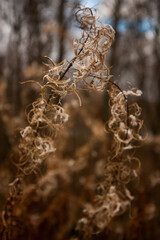 Naklejka premium the tendrils of the plant Ivan tea from a kind of fireweed in late autumn