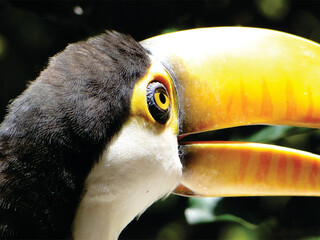 close up of a toucan
