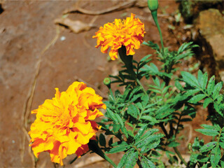 yellow autumn leaves