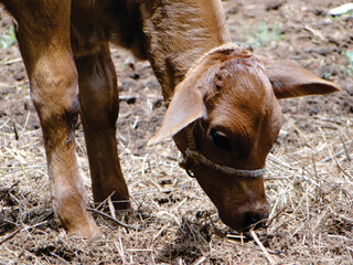 calf in the farm
