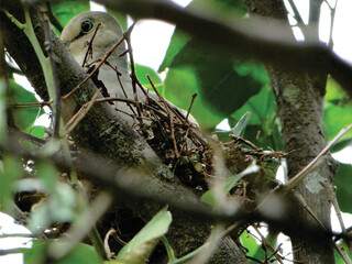 bird in nest