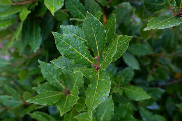green bay leaf with drops of the morning dew
