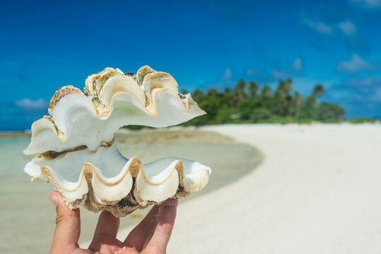 Hand of man holding open seashell