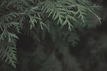 blurred bokeh background of green spruce branches. selective focus                                                  