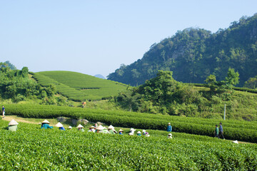 Mocchau highland, Vietnam: Farmers colectting tea leaves in a field of green tea hill on Oct 25, 2015. Tea is a traditional drink in Asia