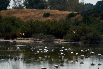two common flamingos flying and many in a wetland in the albufera natural park in valencia spain