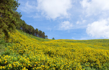 Panorama view of the tree marigold (Mexican sunflower) field.