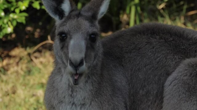 Eastern Grey Kangaroo Feeding On The Fresh Green Grass At The Park - Animal Sanctuary In QLD, Australia - close up