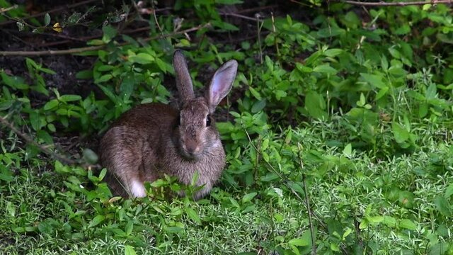 Alert European rabbit (Oryctolagus cuniculus) pointing ears in direction of noise / danger