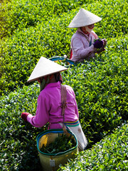 Mocchau highland, Vietnam: Farmers colectting tea leaves in a field of green tea hill on Oct 25, 2015. Tea is a traditional drink in Asia
