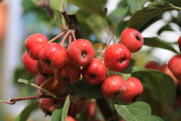 Ornamental apple in a garden in fall