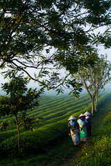 Fototapeta na wymiar Mocchau highland, Vietnam: Farmers colectting tea leaves in a field of green tea hill on Oct 25, 2015. Tea is a traditional drink in Asia