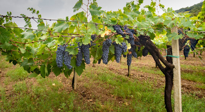 cannonau grapes ripe for the harvest
