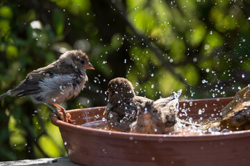 Spatzen im Vogelbad