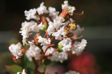 Beautiful blooming myrtle in sunny September