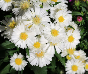 Fototapeta premium Beautiful blooming aster in sunny September