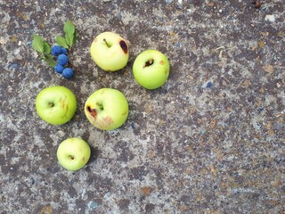 five green apples and a sprig of blackthorn on a concrete background. Space for text.