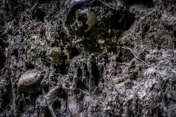 close up view on root system covered with soil, dirt, wood and stones, placed deep in a forest.