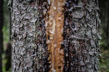 Close up view on tree trunk with some resin in the middle 