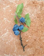 Blackthorn branch with five berries and green leaves on the background of concrete pavement.