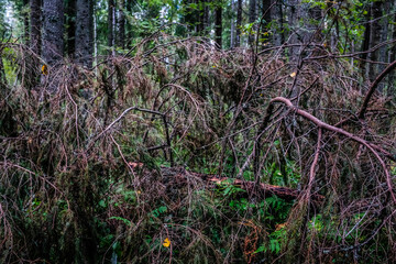 thicket deep in the forest, somewhere in russian northern region