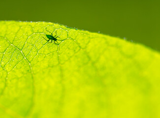 Macro photo of insect with green background