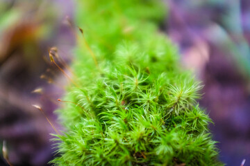 Bright green moss on a tree branch