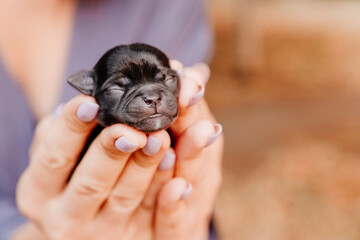 brown tiny newborn Chihuahua puppy in the hands. cute Pets. friendship of people and animals. the care of babies.