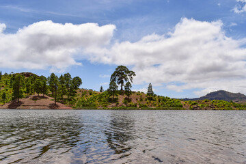 trees near a lake