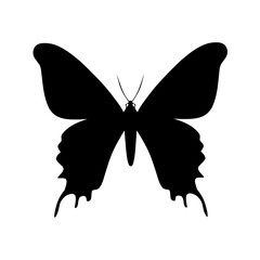 butterfly illustration