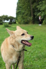 Cute dog in the green grass.
dog's head
