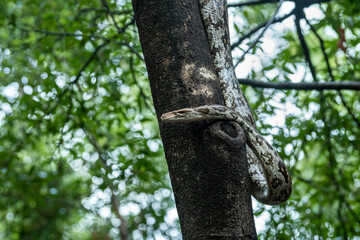 Python molurus or Indian rock python portrait on tree at keoladeo ghana national park or bharatpur bird sanctuary rajasthan india
