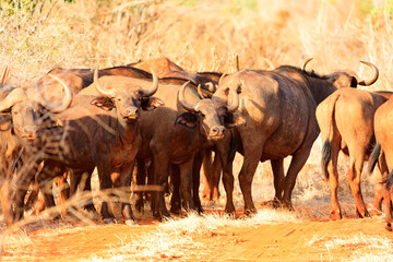 Büffel in Tsavo East National Park, Safari in Kenia.